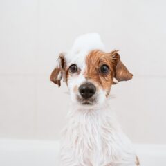 Care shampoos