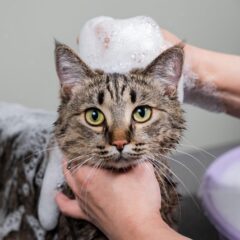 Care shampoos