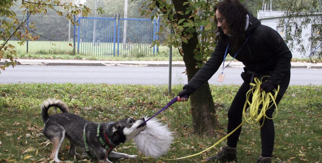 Active feeding, hunting games and other behavioural aspects of life with dogs.